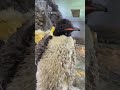 ペンギン大好き飼育スタッフによる実況 第6弾 #shorts