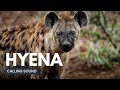 Hyena Calling Sound Hyena Calling Sound