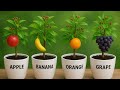 How to grow an Apple tree at home, how to grow bananas, how to grow Fig, how to grow orange at home