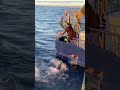 Reeling in the Deep Blue: Why This Fisherman’s Catch Matters More Than the Size