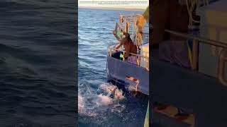 Reeling in the Deep Blue: Why This Fisherman’s Catch Matters More Than the Size