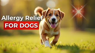 How Probiotics Can Help Stop Itching in Dogs with Allergies