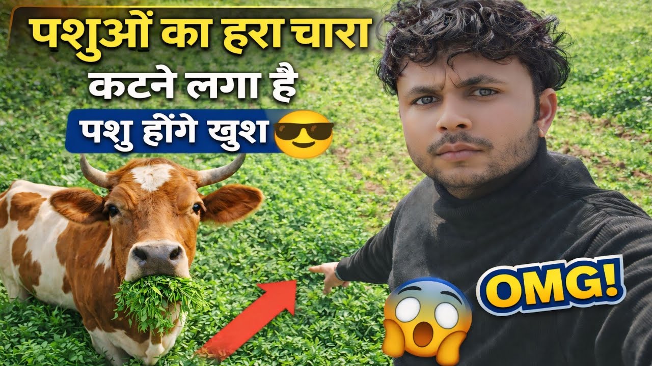 पशुओं का हरा चारा अब कटने लगा है 😎 | Vlog 44 | farming vlog | my village vlog | daily vlog 