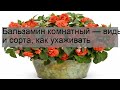 Бальзамин комнатный — виды и сорта, как ухаживать