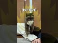 我が家の猫はマッサージ上手です #ネコ #保護猫