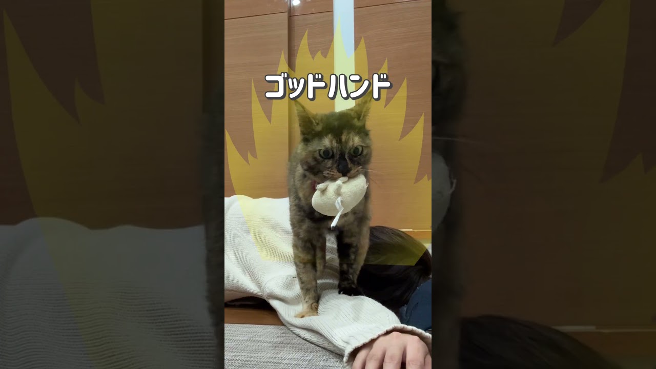 我が家の猫はマッサージ上手です #ネコ #保護猫