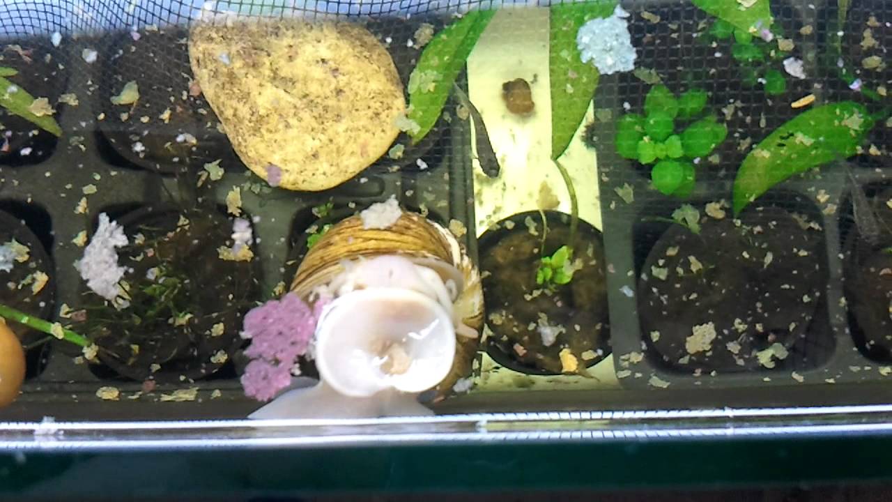 Apple Snail Feeding on Flake Food YouTube