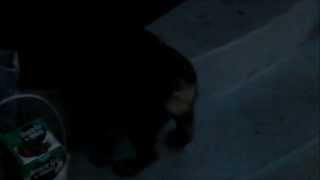 GERMAN SHEPHERD ENGLISH BULLDOG MIX PUPPY DAKOTA