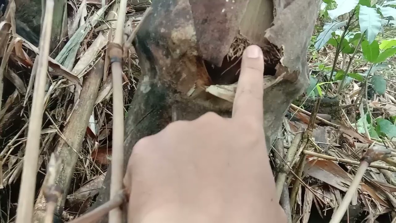 PERBEDAAN MENCOLOK BAMBU PETUNG / BETUNG VS BAMBU SURAT Langsung dari lereng gunung