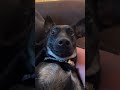 CRAZY STEVIE - ft HARRY POTTER #crazy #puppy #dog #shorts #viral #harrypotter #music #style #beer