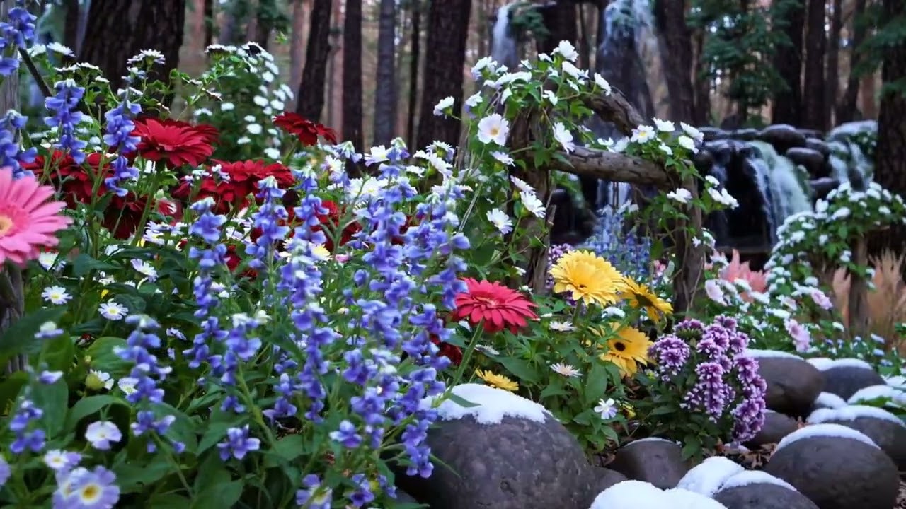 Water Lilies & Lotus Flowers with Zen Background Music