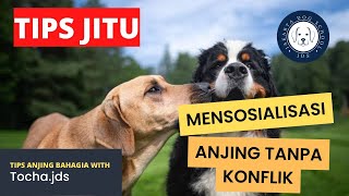 cara melatih anjing penakut jadi percaya diri #jakartadogschool ( 0812 9050 7907)