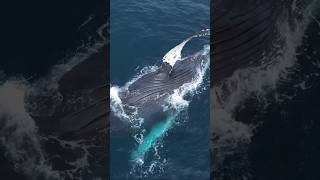 #whale  #atlantic #ocean #biggest #living #thing #onthe #planet #beatiful #creture #enjoying