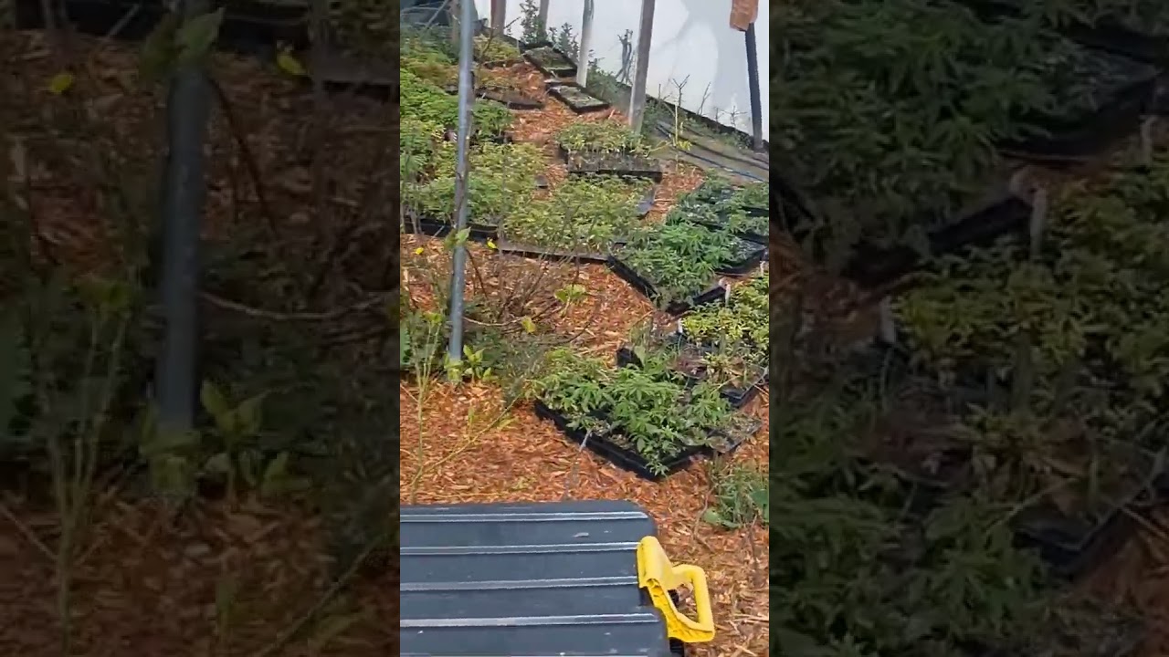 Major Massive Urban Farm 20,000 Cannabis Marijuana Seed Start Pheno Hunt Hunting Of Jack Herrera F10