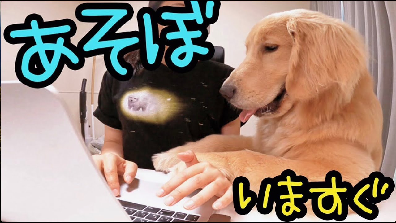 【ルーティンNo.3】【在宅ワーク】大型犬の子犬とアラサー女子の日常