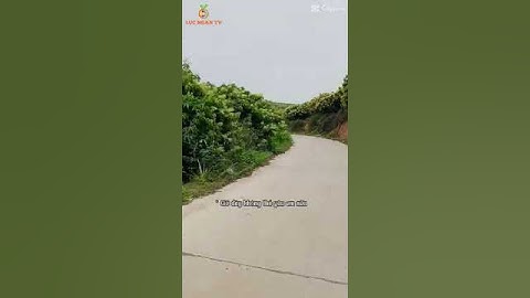 Lục Ngan TV | cung đường tình yêu mùa hoa vải #shorts