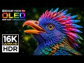 Absolutely Stunning Nature OLED 16K HDR 120FPS | Dolby Vision (8K/4K Video TV)