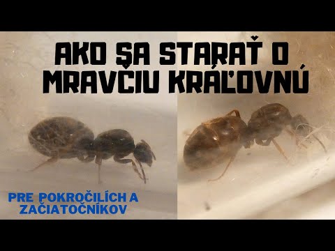 Video: Ako Sa Hmyz Líši Od Pavúkovcov