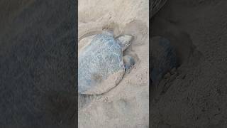 olive Ridley turtle 🐢🐢 laying egg #shorts #ytshorts #turtle #seachannel
