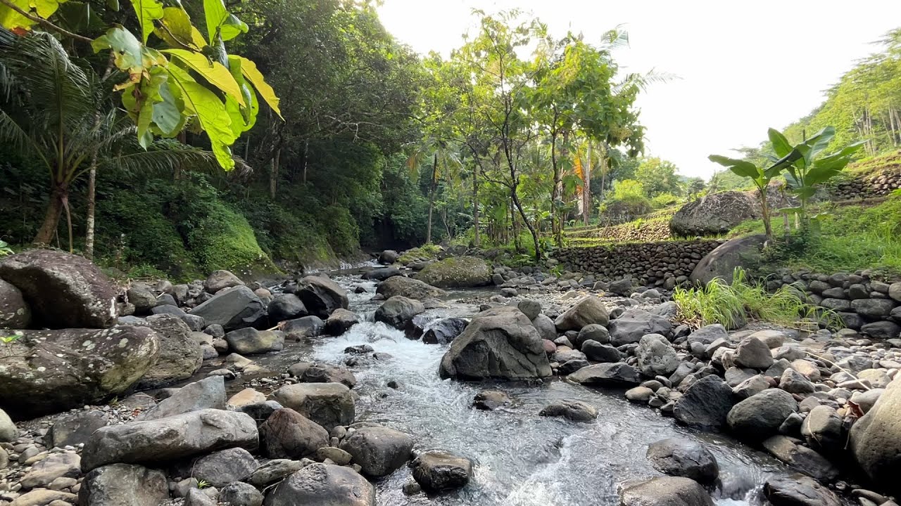 Quiet River in the Forest 🌿 Relaxing Nature Sounds for Sleep & Study