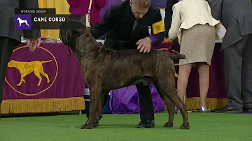 Cane Corso | Breed Judging (2019)