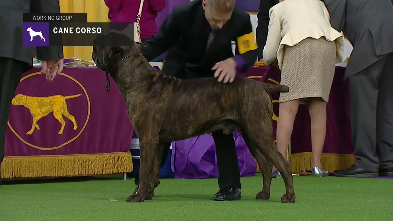 Cane Corso | Breed Judging (2019) - YouTube