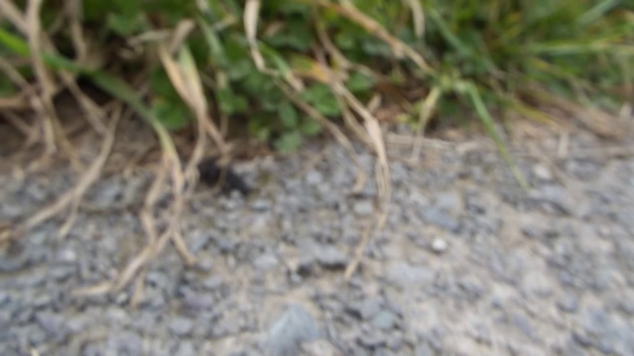 devils coach horse beetle