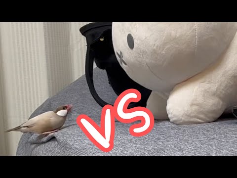 ビビりながらもぬいぐるみに挑む文鳥こむぎ　癒し動物　面白い動物　Java sparrow2021年12月21日