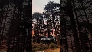 Out of network, deeply connected to nature.” 🍃❤️ #naturelovers #subscribe #traveller #shortvideo