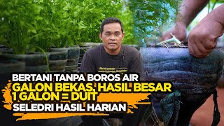 70 Galon Bisa Panen 1 Kg Seledri per Hari! Ini Hitungan Bisnisnya