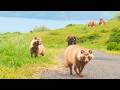 I Found Japan’s Mysterious “Tanuki” Island — 2,000 Tanuki Roam Free | Chiburijima Island