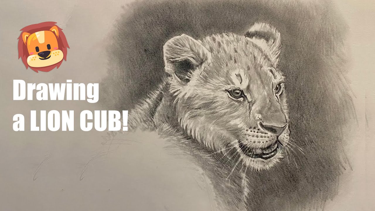 lion cub drawing | Medium: Pencil on heavy artist paper Cans… | Flickr