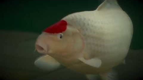 Evolution Aqua - Brand Video