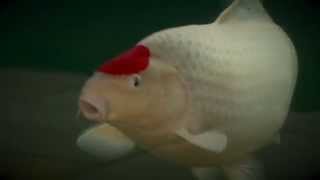 Evolution Aqua - Brand Video