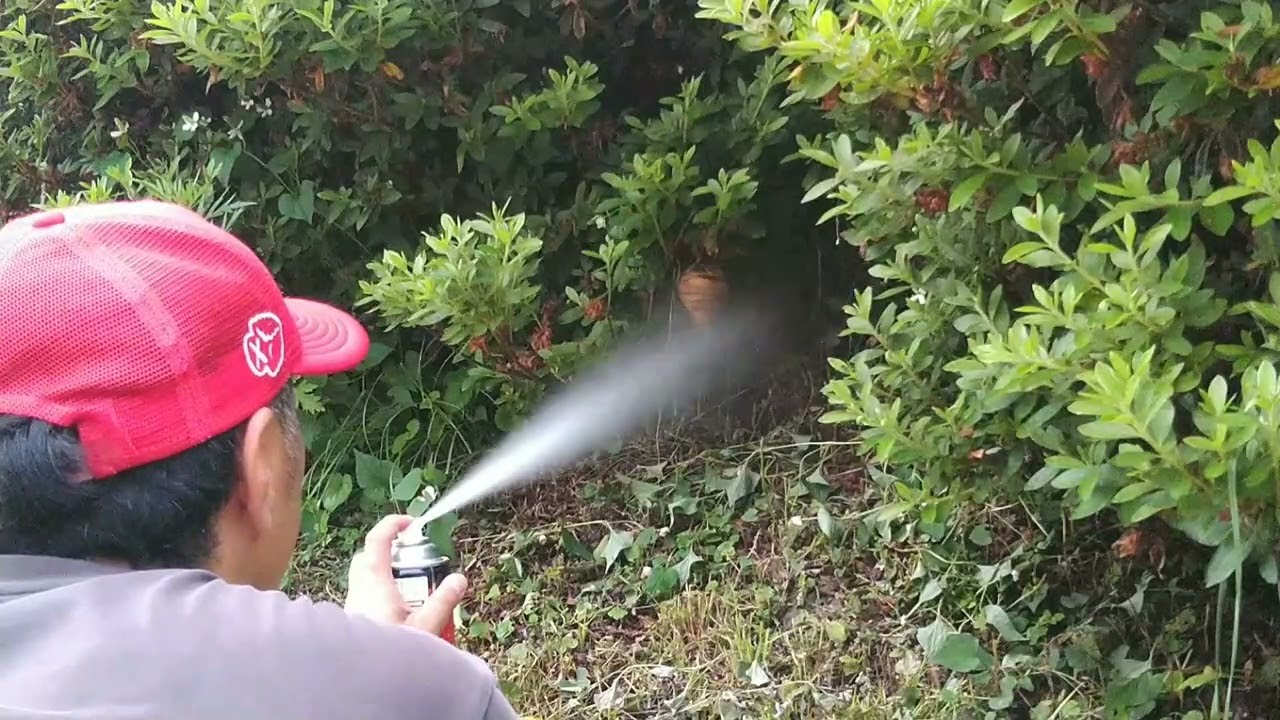 【里山なう】危険なオオスズメバチの駆除