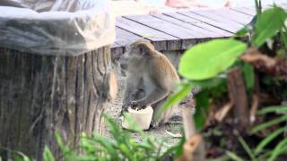 Путешествие в Малайзию с KAZAN.TRAVEL Путешествие в Малайзию с KAZAN.TRAVEL