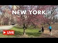 Nyc live  spring stroll in central park mar 14 2024