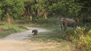 Rio the young Calf - Part 1. #elephants #jimcorbett #dhikala #wildlife #forest #jungle