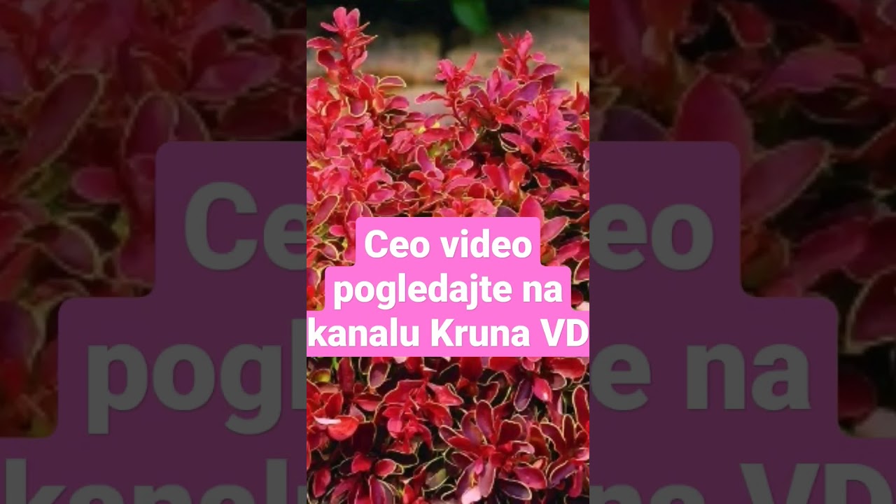 Kako da izaberete berberis za svoju baštu?