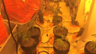 OG Kush Veg.Day.16.Site:1."Fresh.Flavors.Monopoly"