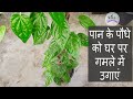 Grow Betel Leaf plant in a pot at home (पान के पत्ते को घर पर गमले में उगाएं) ; a complete guide