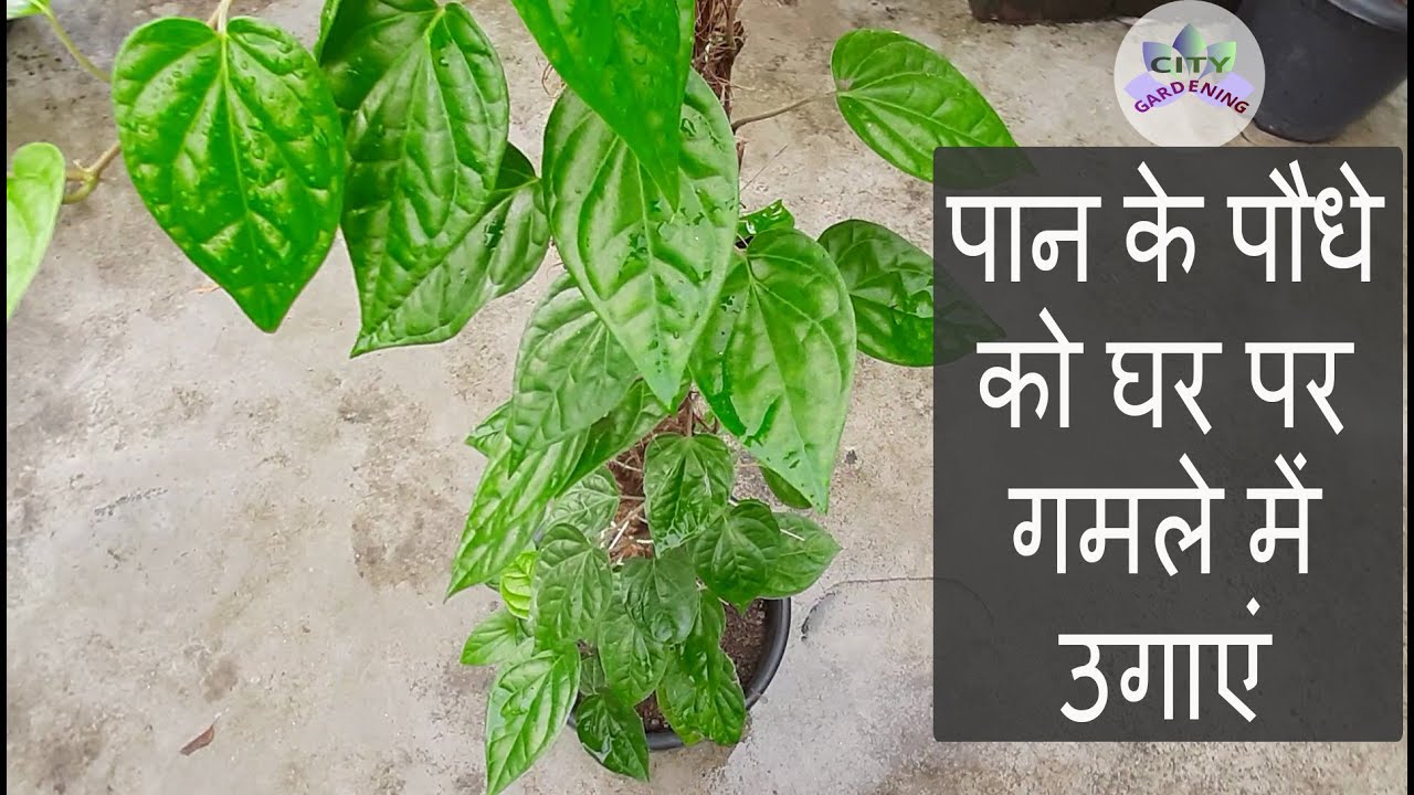 Grow Betel Leaf plant in a pot at home (पान के पत्ते को घर पर गमले में उगाएं) ; a complete guide