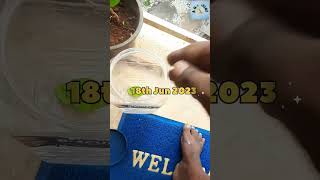 Butterfly incubation| अल्यांपासून फुलपाखरू| Day 1|butterfly incubation butterflylifecycle