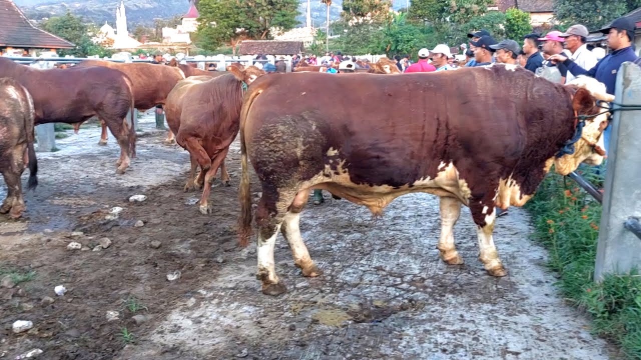 HARGA SAPI GEMUK TERBARU PASAR SAPI PLAOSAN 