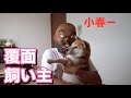 柴犬小春　覆面をした飼い主がいきなり部屋に入ってきたらどうなる？