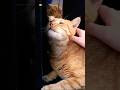 Cats purring sound 🧡