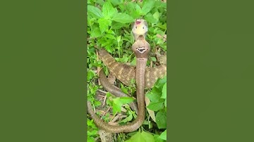 Epic Battle in the Grass | Cobra vs Monitor Lizard! #shorts #snake #snacks #wildlife #ytshorts