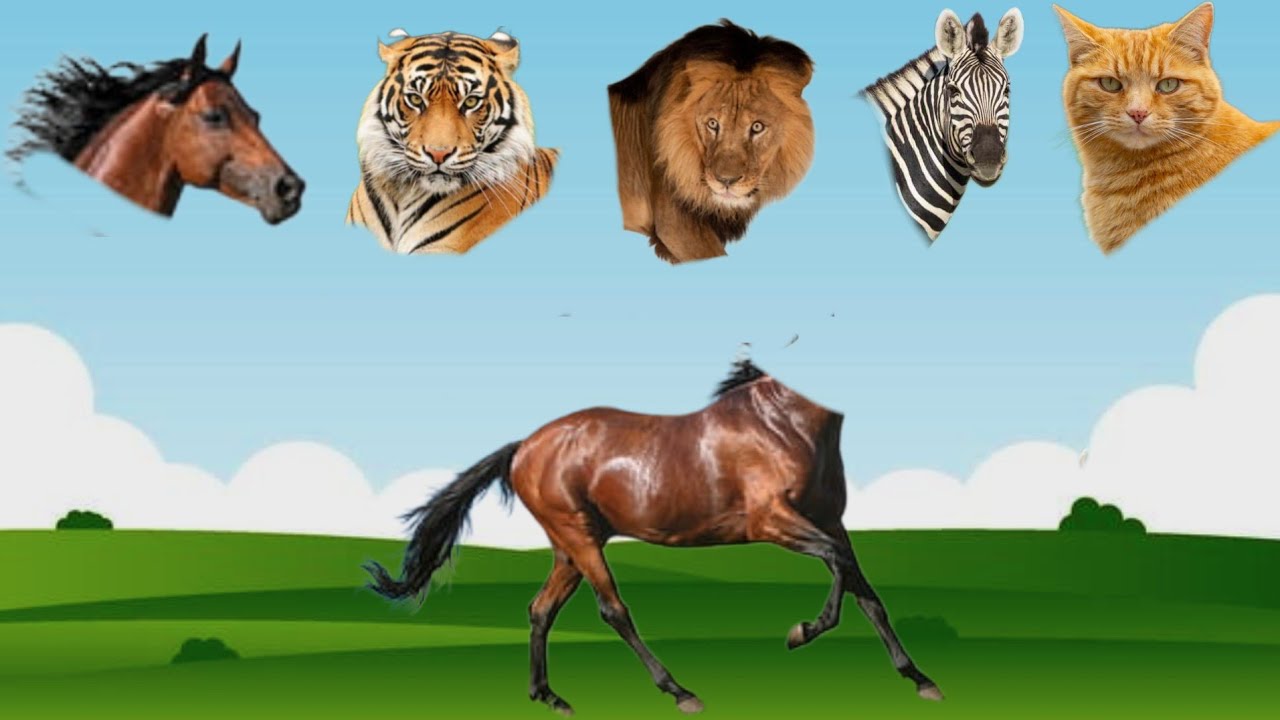 Learn about Cute animals tiger zebra cat lion and horse 