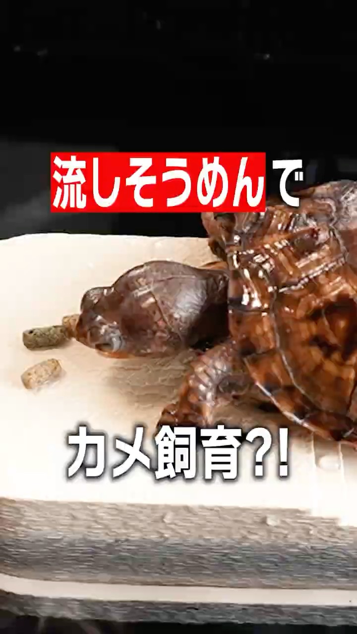 Turtle Enclosure] A Nagashi Somen Machine for Keeping Turtles