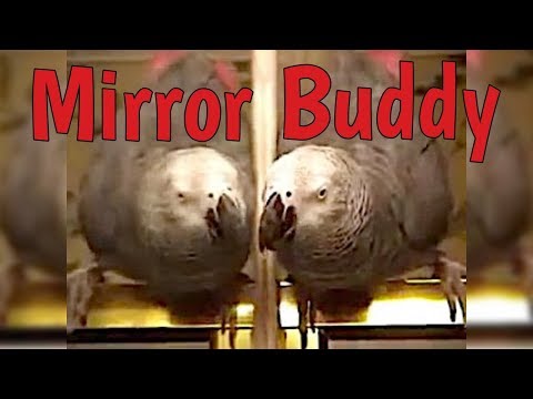 Einstein the Parrot and the Mirror Buddy!